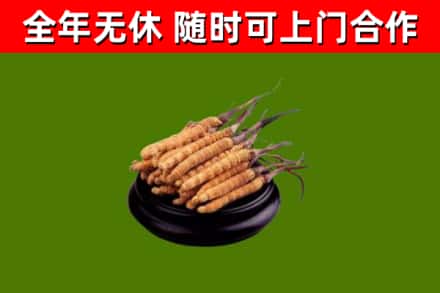 且末烟酒回收冬虫夏草.jpg